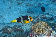Amphiprion clarkii-Maldives Fish Head-23m-20240423-da-DSC_6144_tn